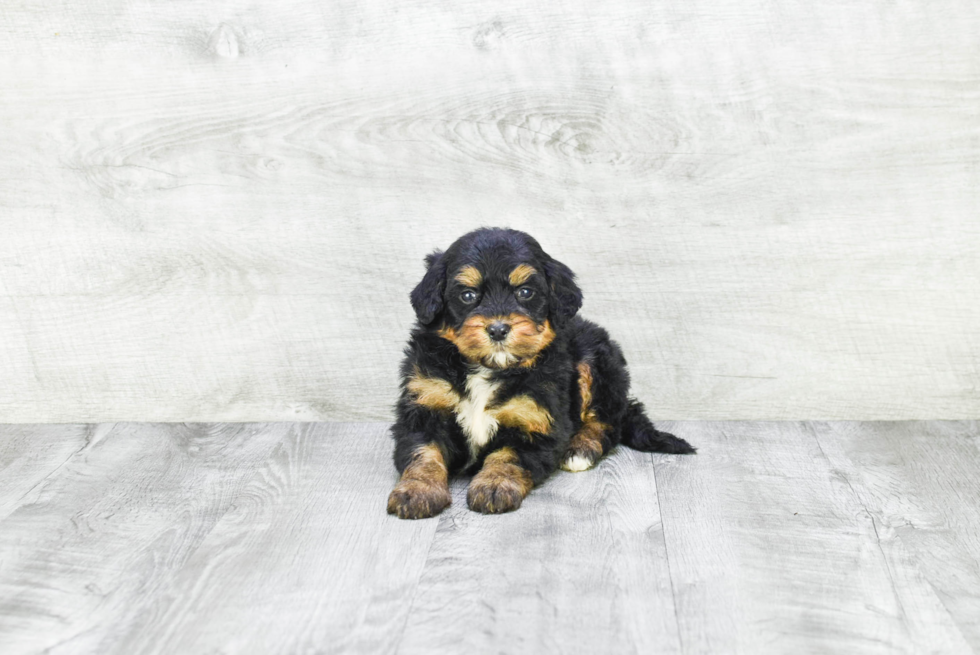 Mini Bernedoodle Puppy for Adoption