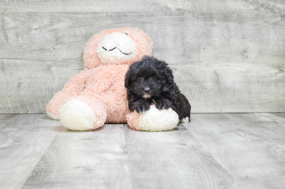 Popular Mini Aussiedoodle Poodle Mix Pup