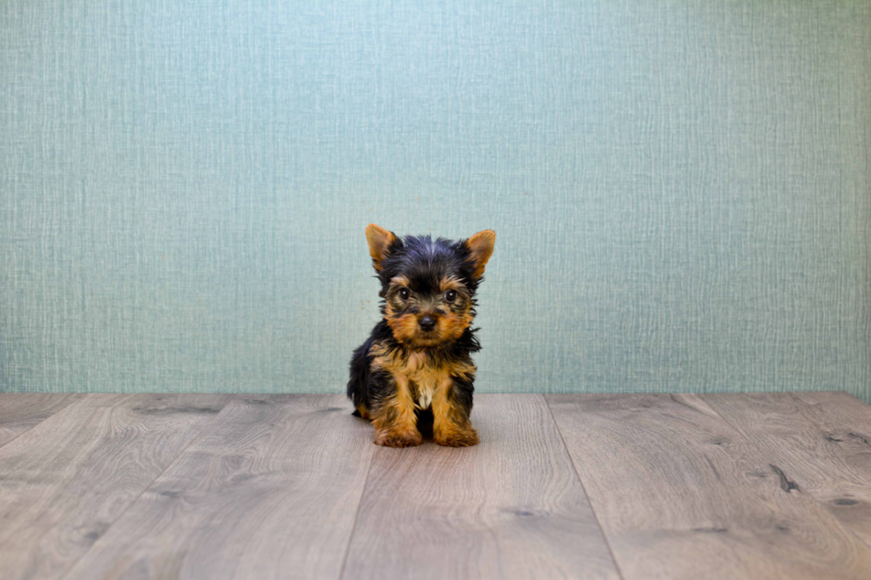 Meet Beckham - our Yorkshire Terrier Puppy Photo 