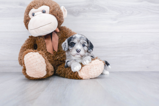 Popular Cavapoo Poodle Mix Pup