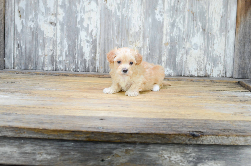 Maltipoo Pup Being Cute