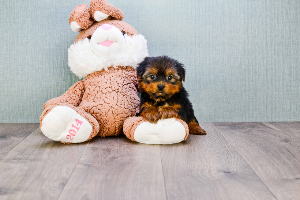 Meet Trigger - our Yorkshire Terrier Puppy Photo 