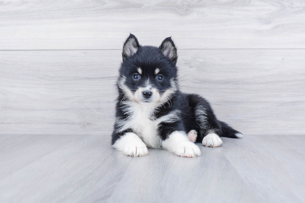 Smart Pomsky Designer Pup