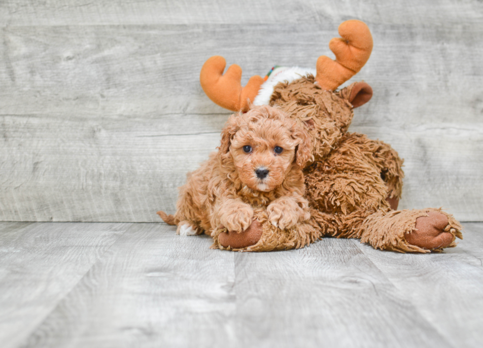 Petite Cavapoo Poodle Mix Pup