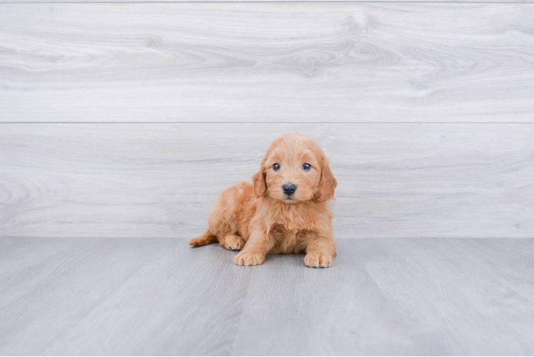 Mini Goldendoodle Puppy for Adoption