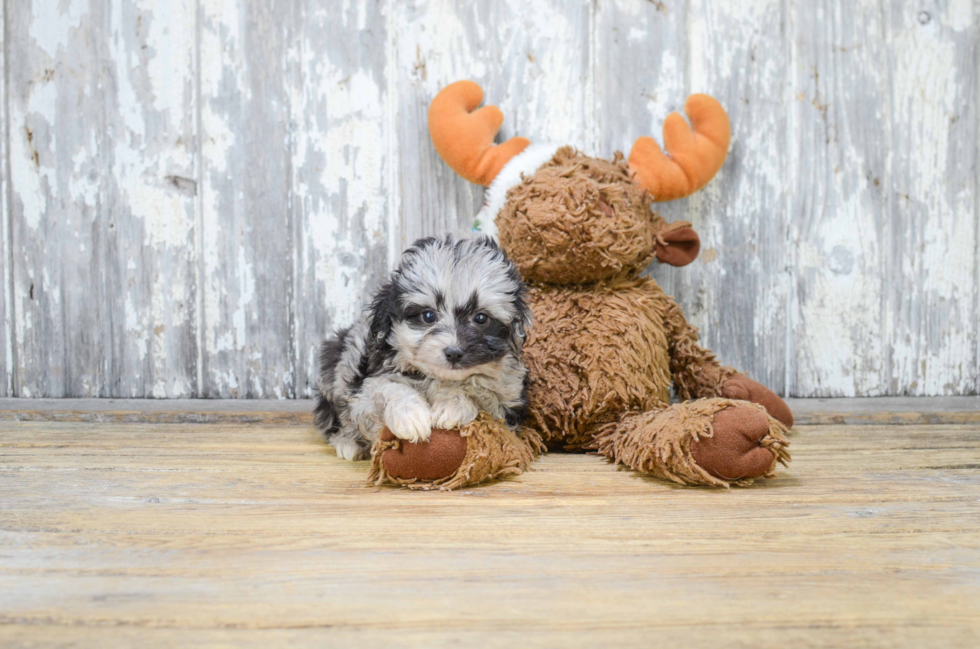 Best Mini Aussiedoodle Baby