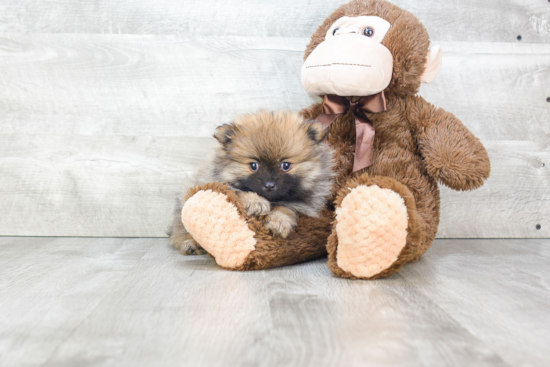 Sweet Pomeranian Purebred Puppy