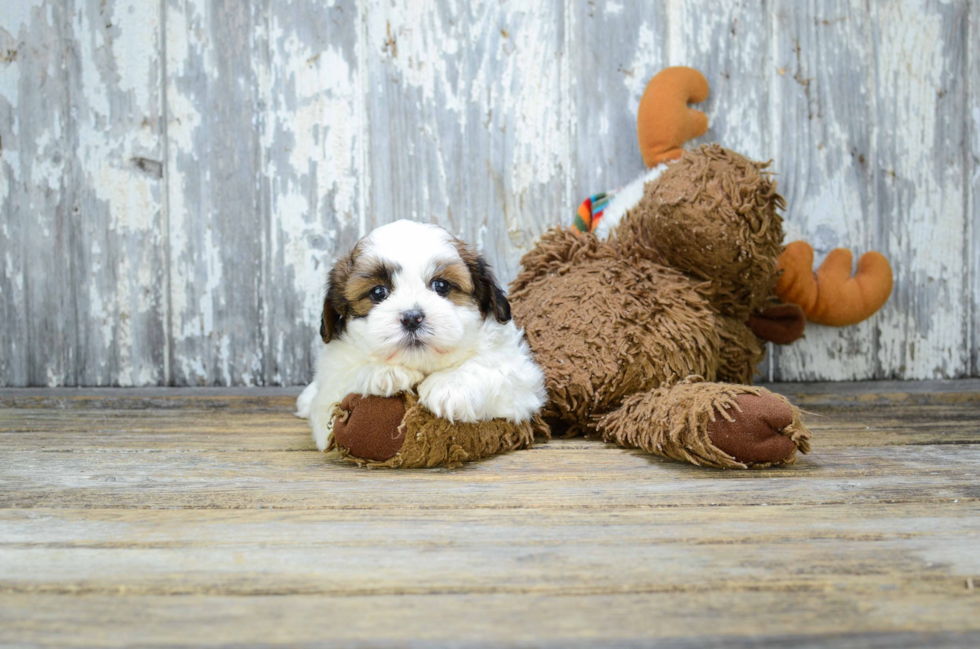 Sweet Teddy Bear Baby