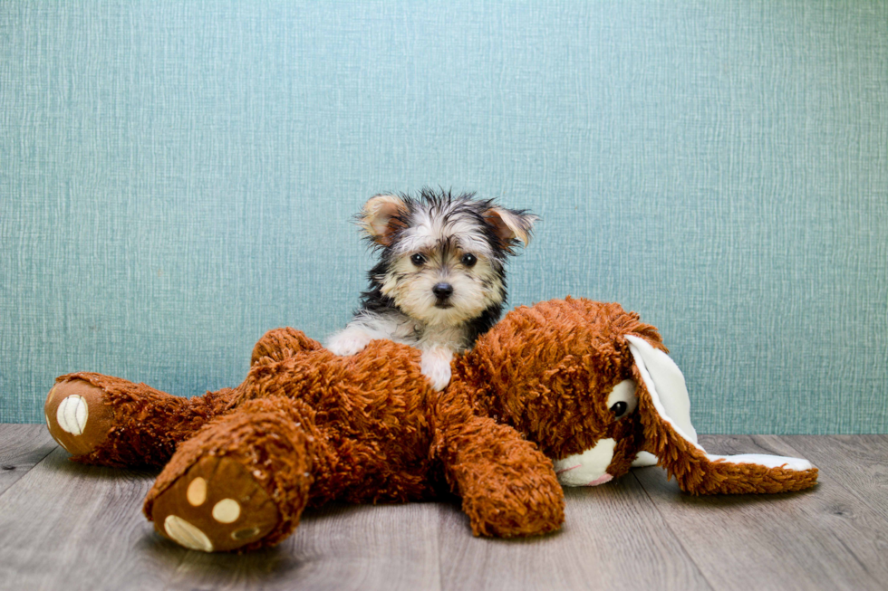 Adorable Yorkie Designer Puppy