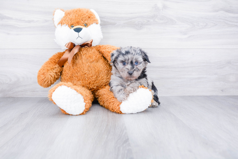 Best Mini Aussiedoodle Baby