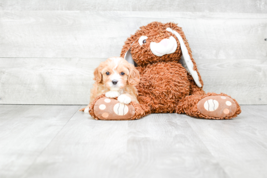 Popular Cavapoo Poodle Mix Pup