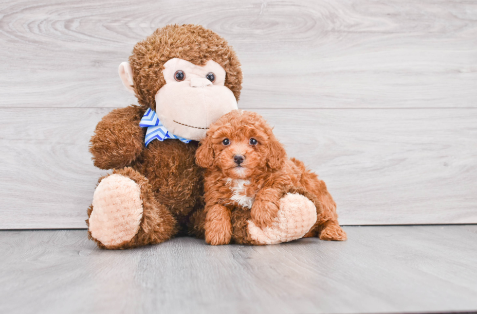 Mini Goldendoodle Pup Being Cute