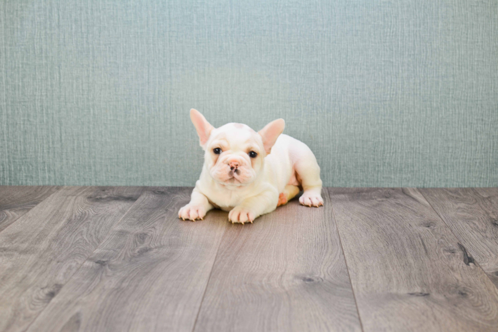 Popular French Bulldog Baby