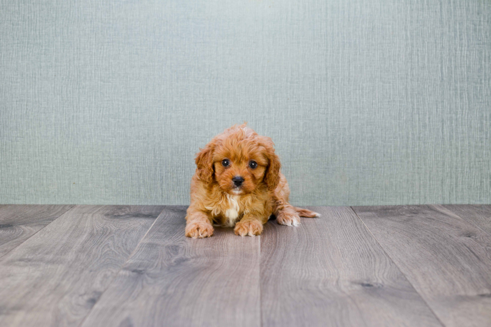 Cavapoo Puppy for Adoption