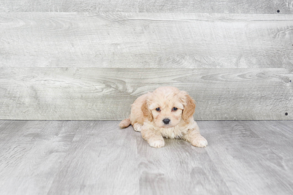 Cavapoo Pup Being Cute