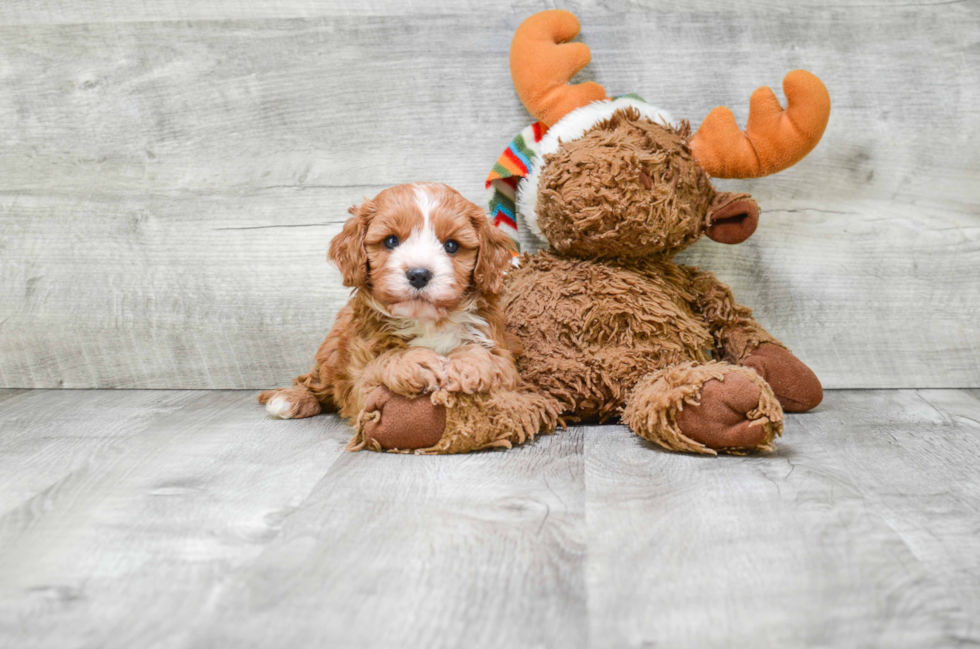 Cute Cavapoo Baby