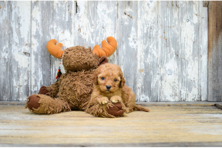 Smart Mini Goldendoodle Poodle Mix Pup