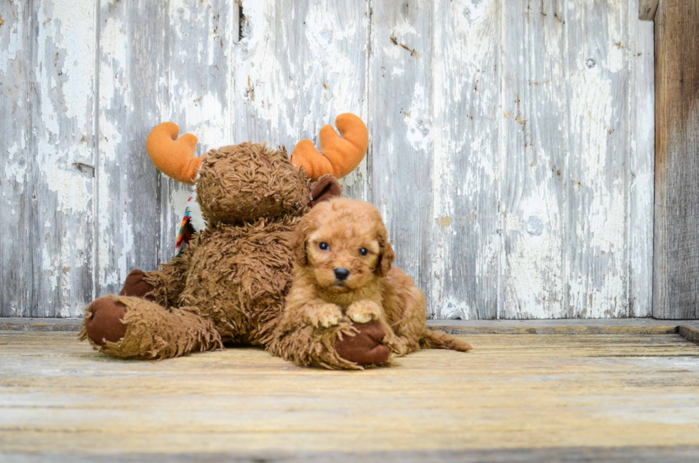 Smart Mini Goldendoodle Poodle Mix Pup