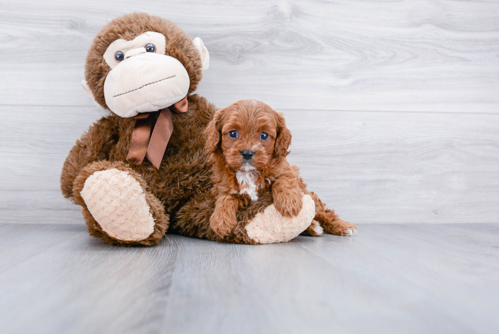 Playful Cavoodle Poodle Mix Puppy