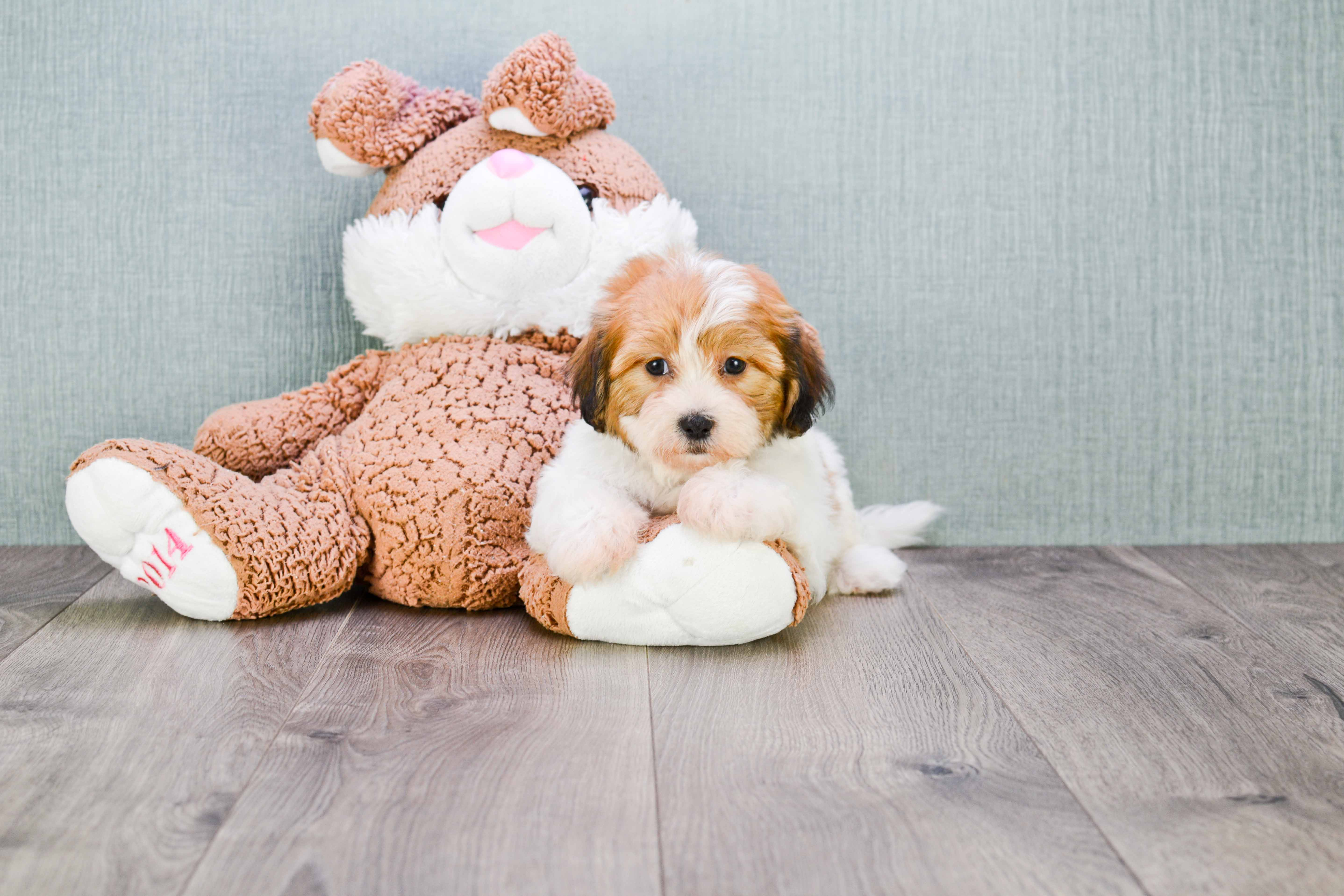 Popular Teddy Bear Designer Pup