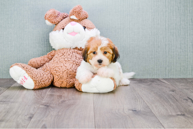 Popular Teddy Bear Designer Pup