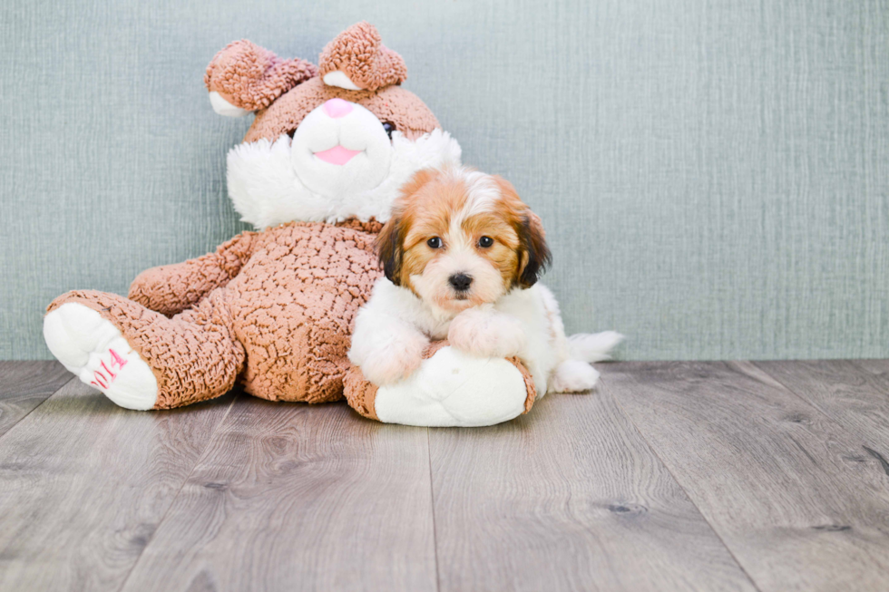 Popular Teddy Bear Designer Pup