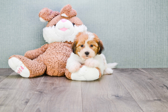 Popular Teddy Bear Designer Pup