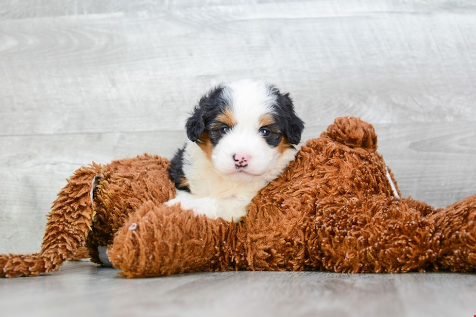 Best Mini Bernedoodle Baby