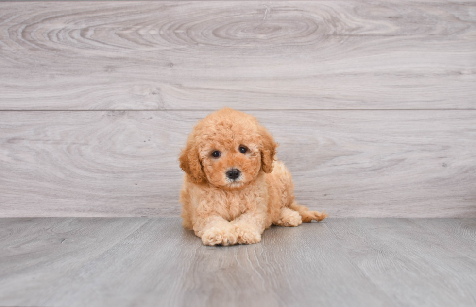 Petite Mini Goldendoodle Poodle Mix Pup