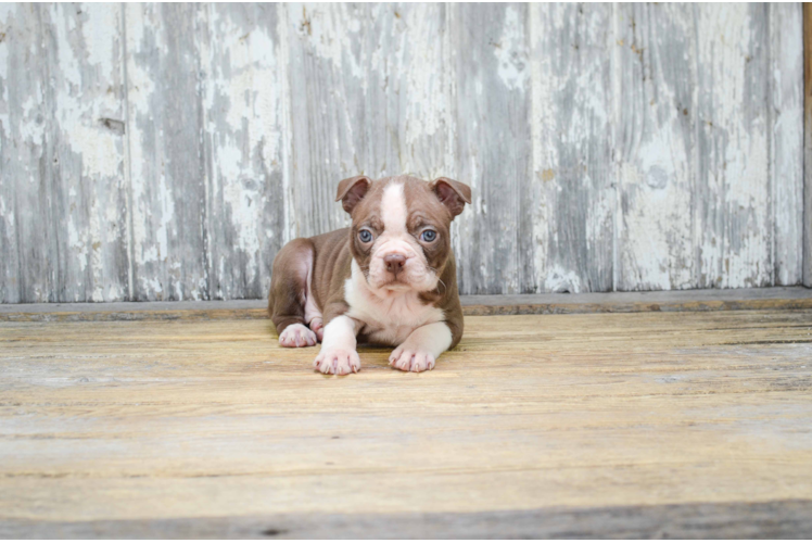 Hypoallergenic Boston Terrier Baby