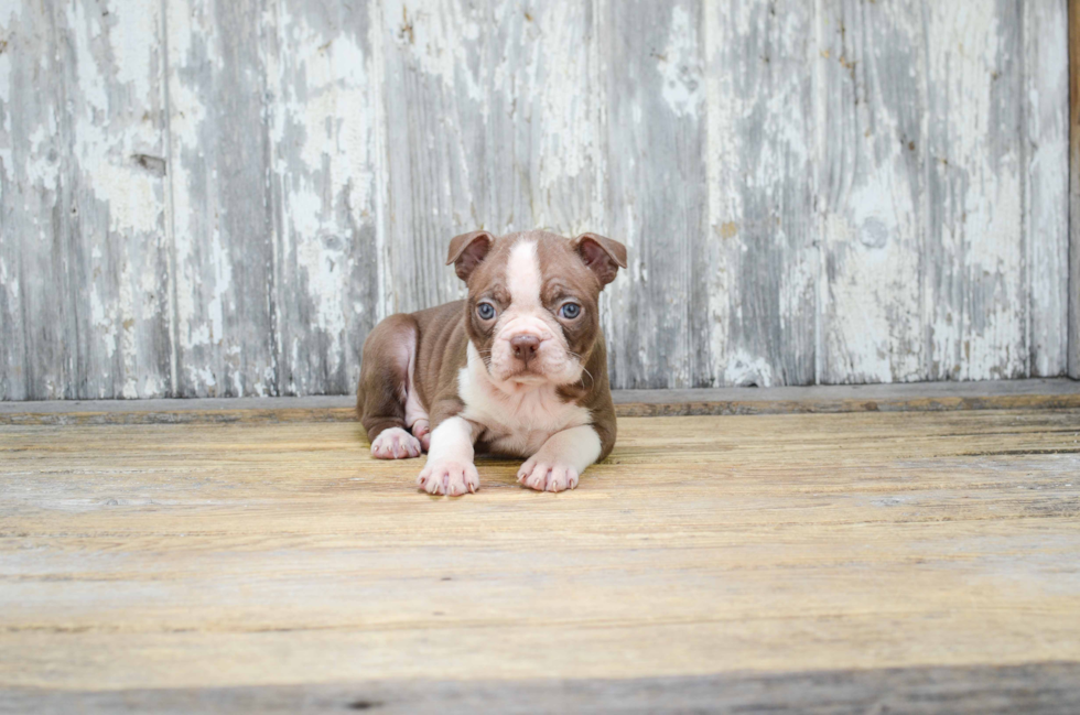 Hypoallergenic Boston Terrier Baby