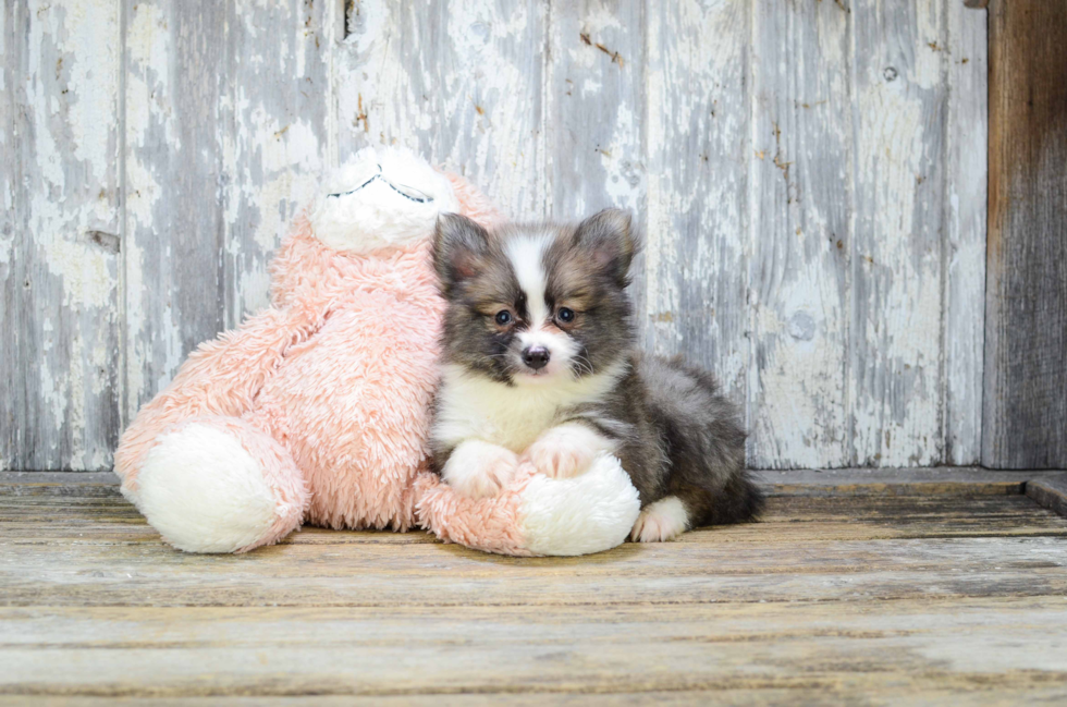 Pomsky Puppy for Adoption