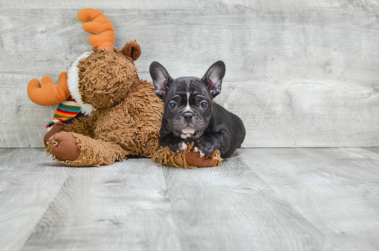 Best French Bulldog Baby