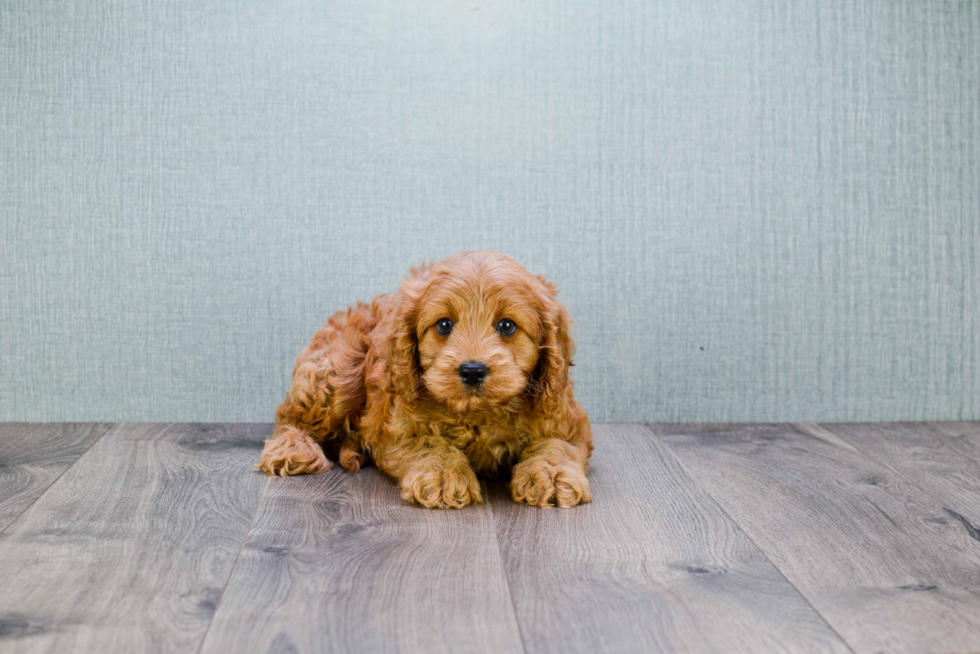 Cavapoo Pup Being Cute