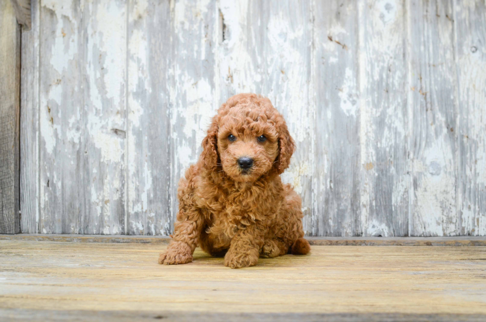 Best Mini Goldendoodle Baby