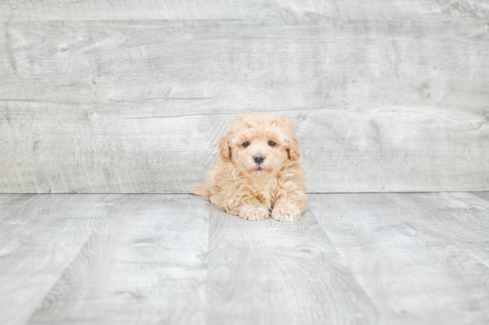 Adorable Maltese Poodle Poodle Mix Puppy