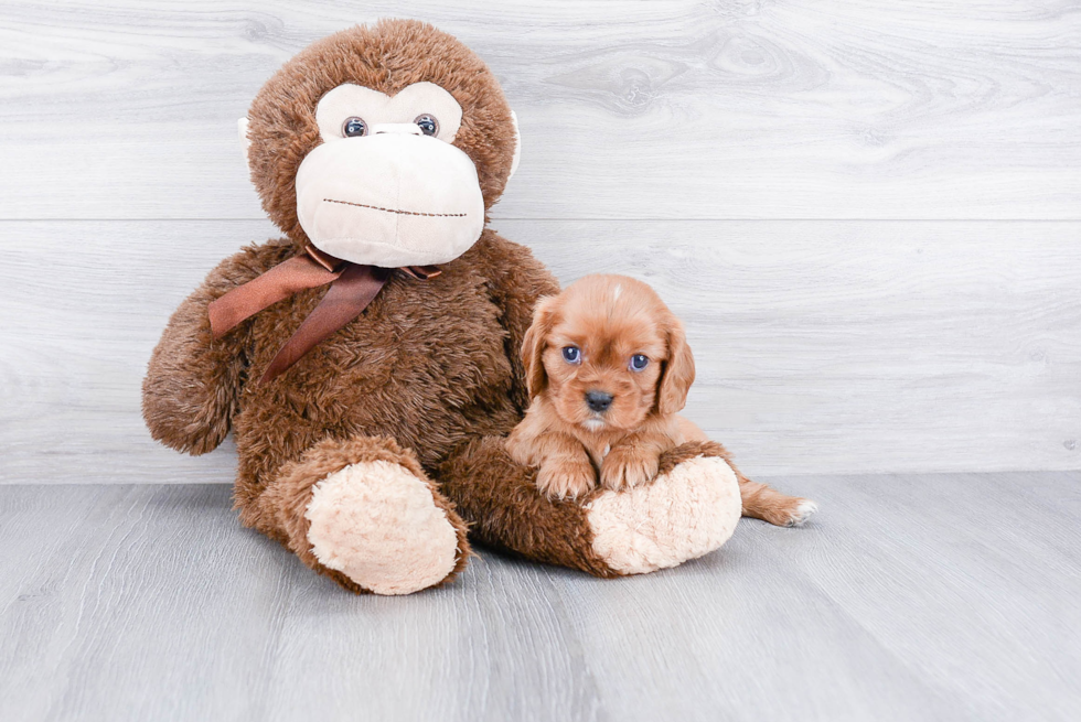 Cavalier King Charles Spaniel Puppy for Adoption