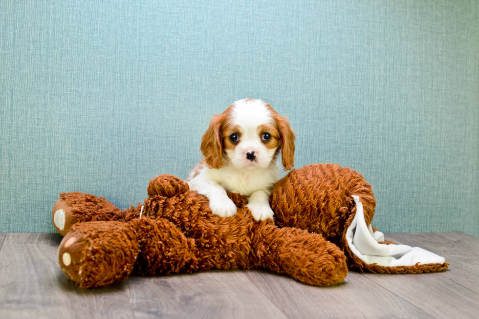 Sweet Cavalier King Charles Spaniel Purebred Puppy