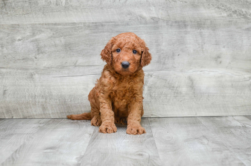 Hypoallergenic Golden Retriever Poodle Mix Puppy