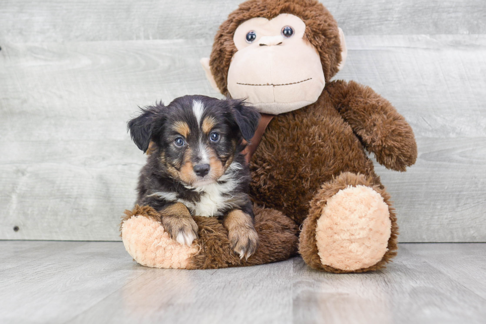 Fluffy Mini Aussiedoodle Poodle Mix Pup