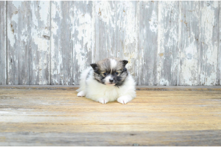 Best Pomeranian Baby