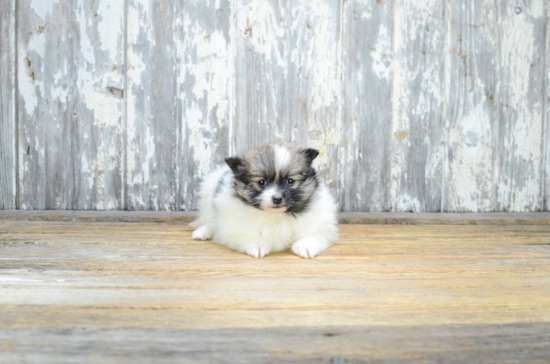 Best Pomeranian Baby