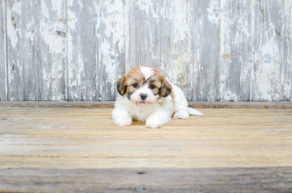 Popular Teddy Bear Designer Pup