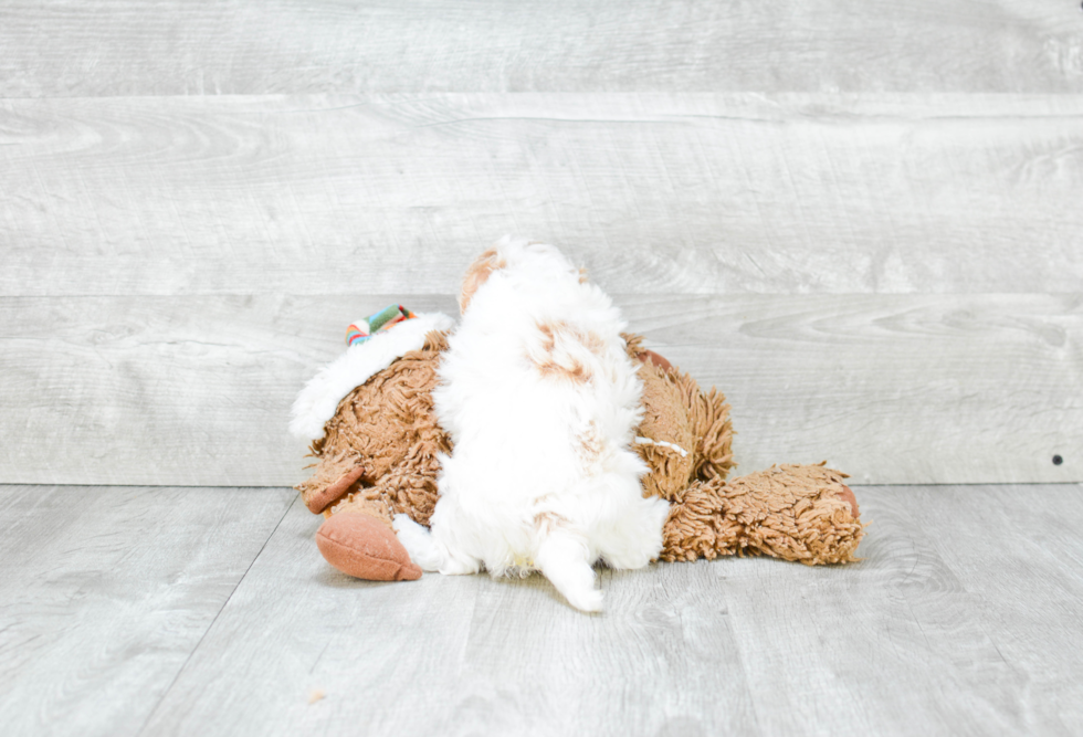 Maltipoo Pup Being Cute