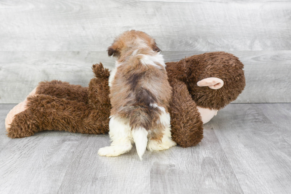 Havanese Pup Being Cute