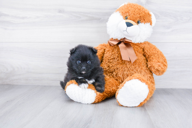 Best Pomeranian Baby