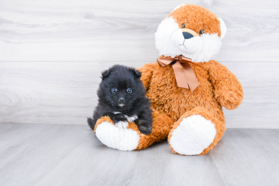 Best Pomeranian Baby