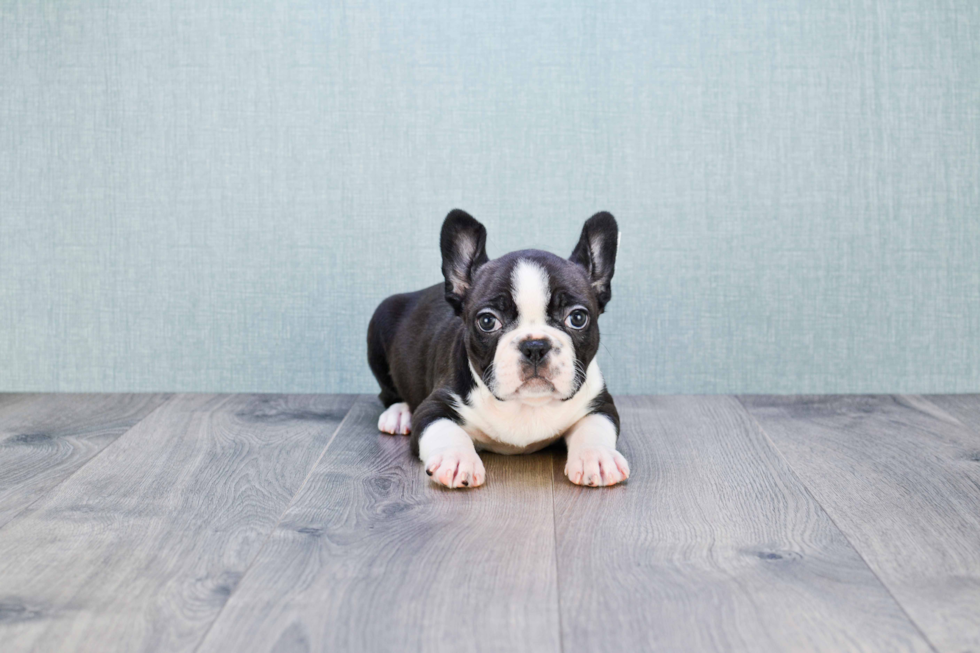 Best French Bulldog Baby