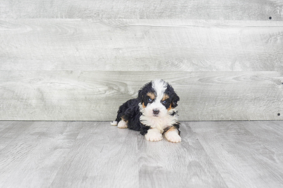 Cute Mini Bernedoodle Baby