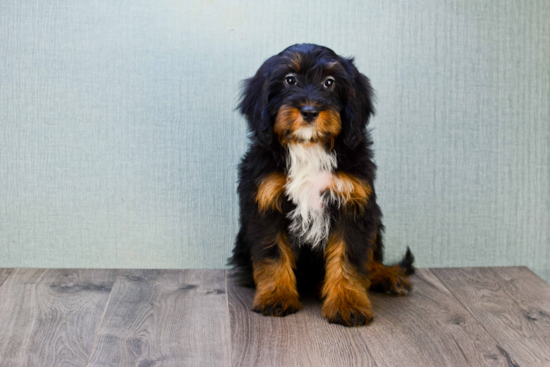 Best Mini Bernedoodle Baby